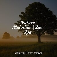 Study Music feat Entspannungsmusik, Musica Zen Relaxante - Nature Melodies Zen Spa